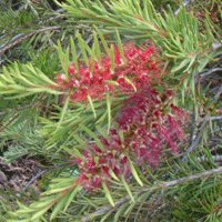 Image of Bottlebrush (subulatus)