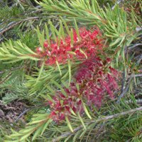 Image of Bottlebrush (subulatus)