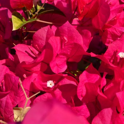 Image of Bougainvillea