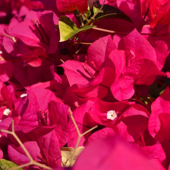 Image of Bougainvillea