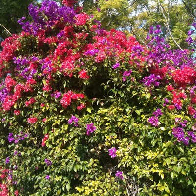 Image of Bougainvillea or Paper Flower