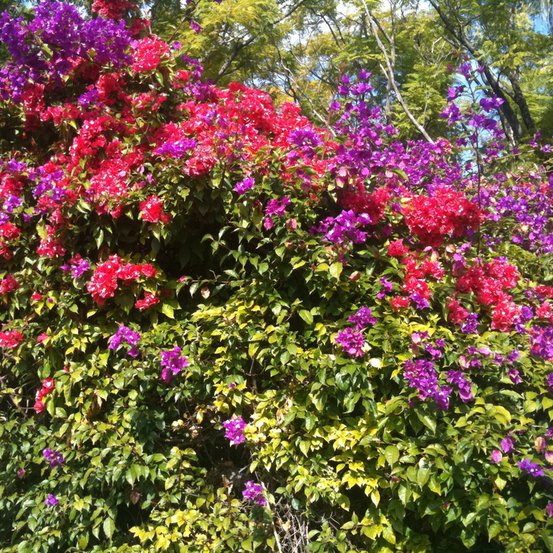 Image of Bougainvillea or Paper Flower