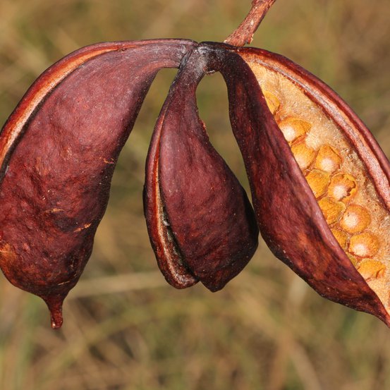 Image of Northern Kurrajong 