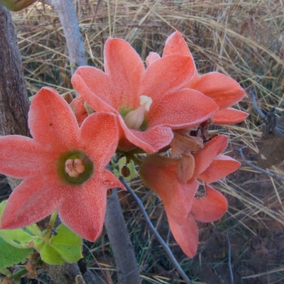 Image of Red-flowering Kurrajong 