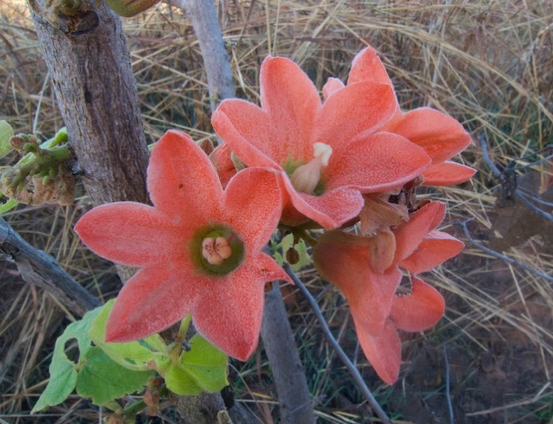 Image of Red-flowering Kurrajong 