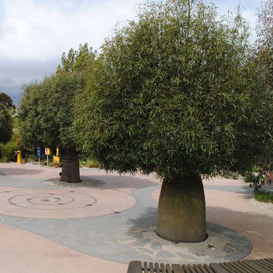 Image of Bottle Tree
