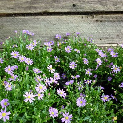 Image of Cut-leaf Daisy