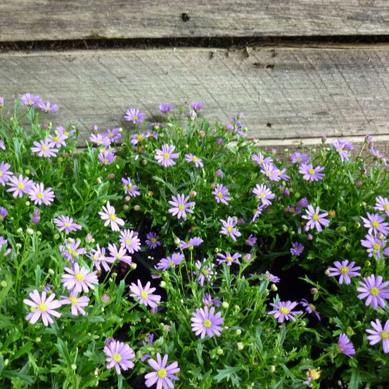 Image of Cut-leaf Daisy