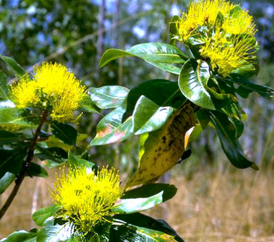 Image of Bridal Tree