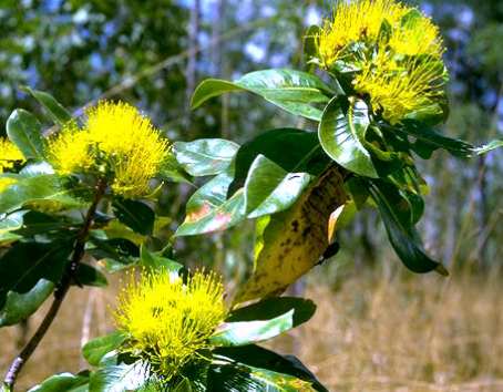 Image of Bridal Tree