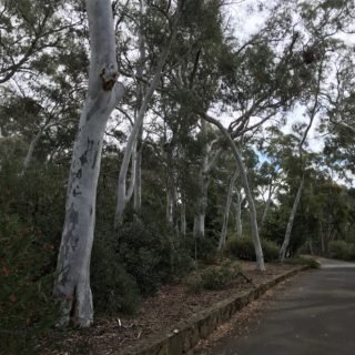 Image of Brittle Gum