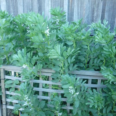 Image of Broad Beans