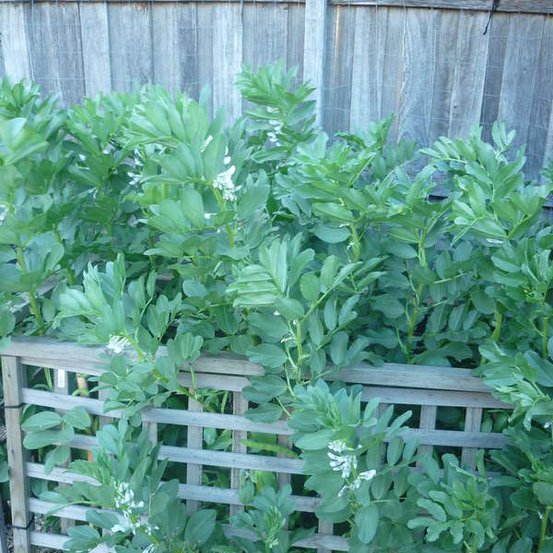 Image of Broad Beans
