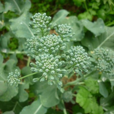 Image of Broccoli