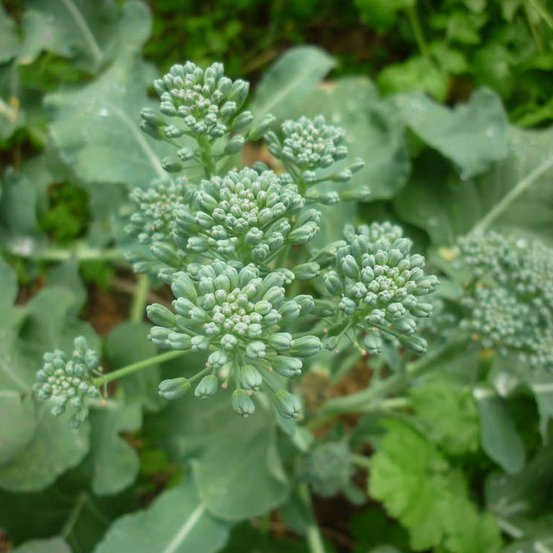 Image of Broccoli