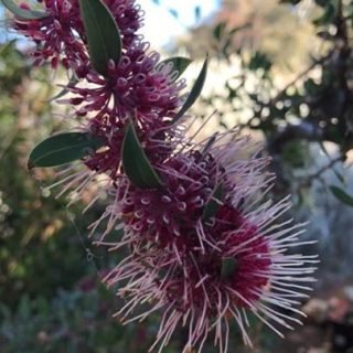 Image of Burrendong Beauty