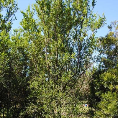 Image of Sweet Bursaria