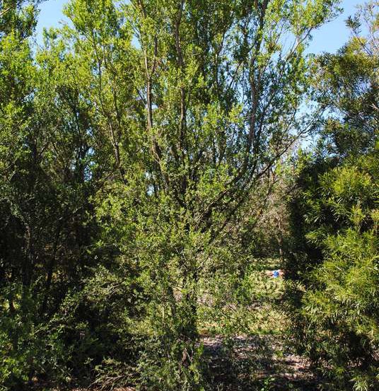 Image of Sweet Bursaria