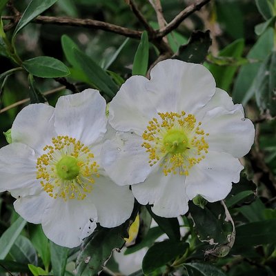 Image of Bush anemone