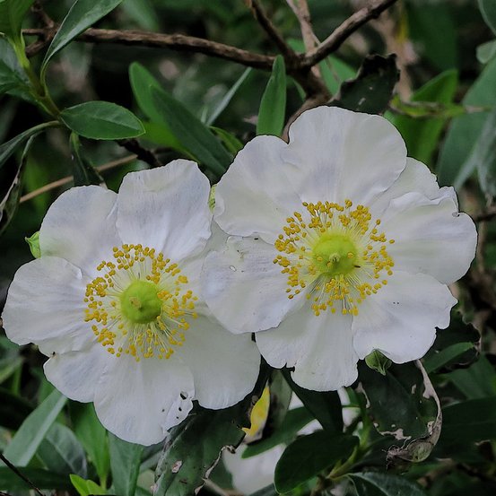 Image of Bush anemone