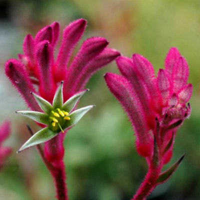 Image of Bush Pearl