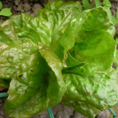Image of Lettuce