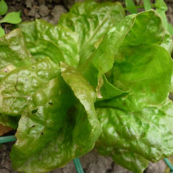Image of Lettuce