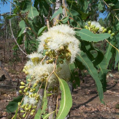 Image of Ghost gum