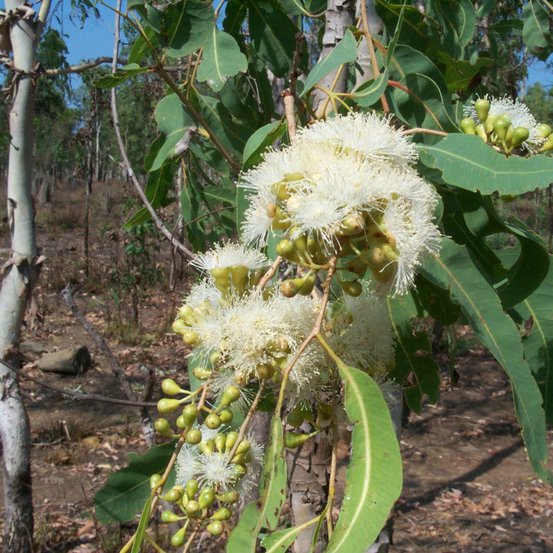 Image of Ghost gum
