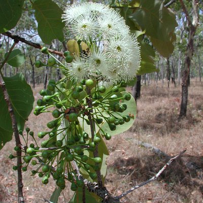 Image of Braod-leaf Carbeen