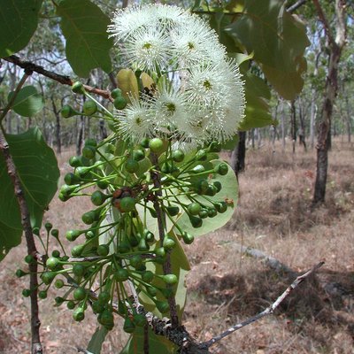 Image of Broad-leaf Carbeen