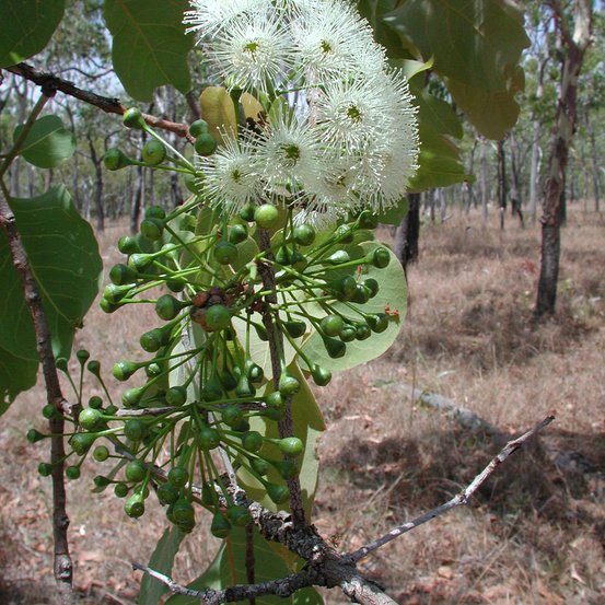 Image of Broad-leaf Carbeen