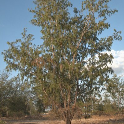Image of Coastal sheoak