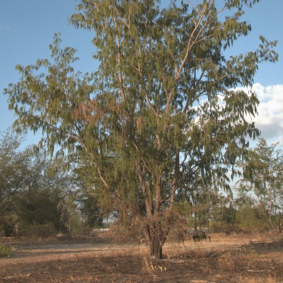Image of Coastal sheoak