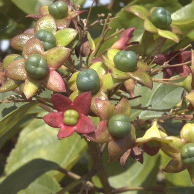 Image of Lolly bush