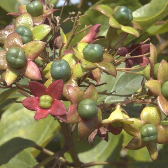 Image of Lolly bush