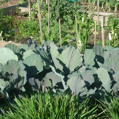 Image of Cabbage