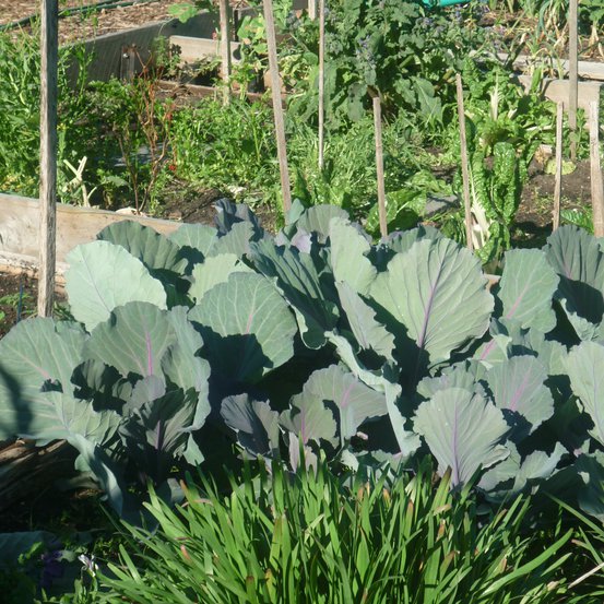 Image of Cabbage