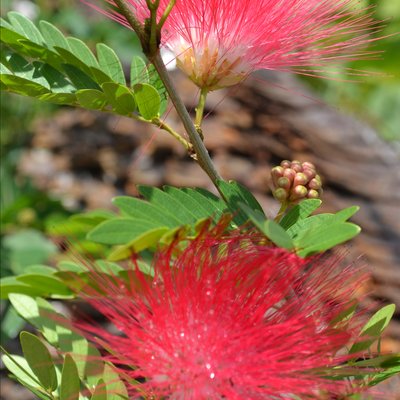 Image of Red Powder-Puff 