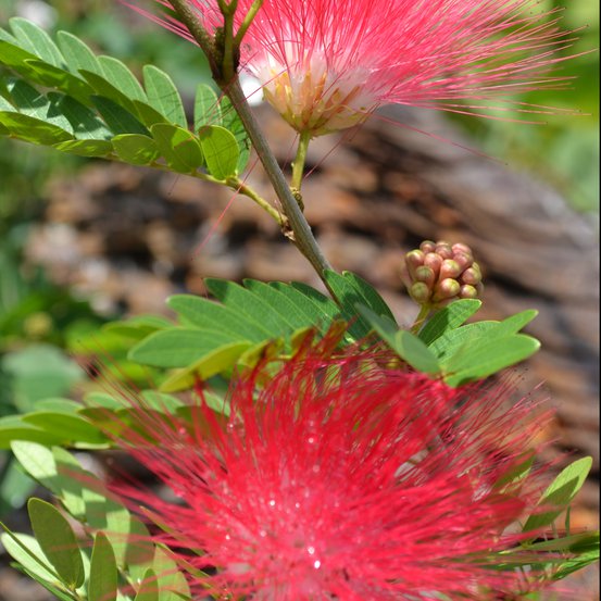 Image of Red Powder-Puff 