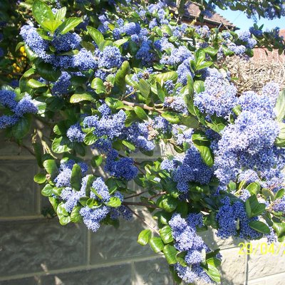 Image of California Lilac