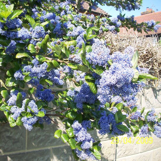 Image of California Lilac