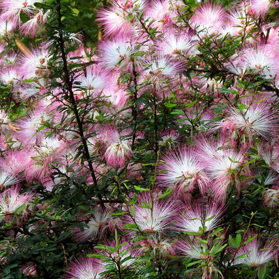 Image of Powder-Puff Plant 