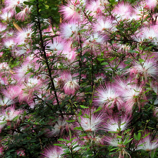 Image of Powder-Puff Plant 