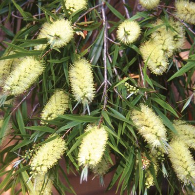 Image of Willow Bottlebrush