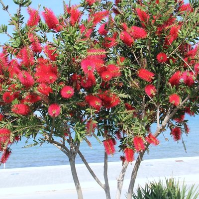 Image of Crimson Bottlebrush