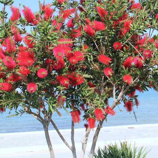 Image of Crimson Bottlebrush