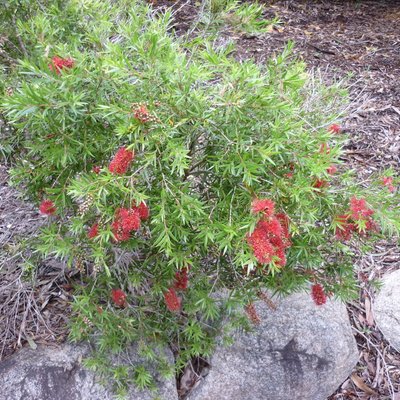 Image of Bottlebrush
