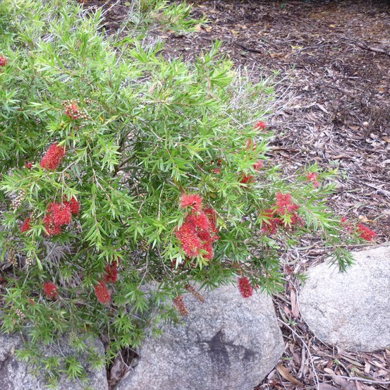 Image of Bottlebrush