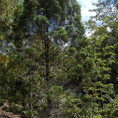 Image of Northern Cypress Pine 